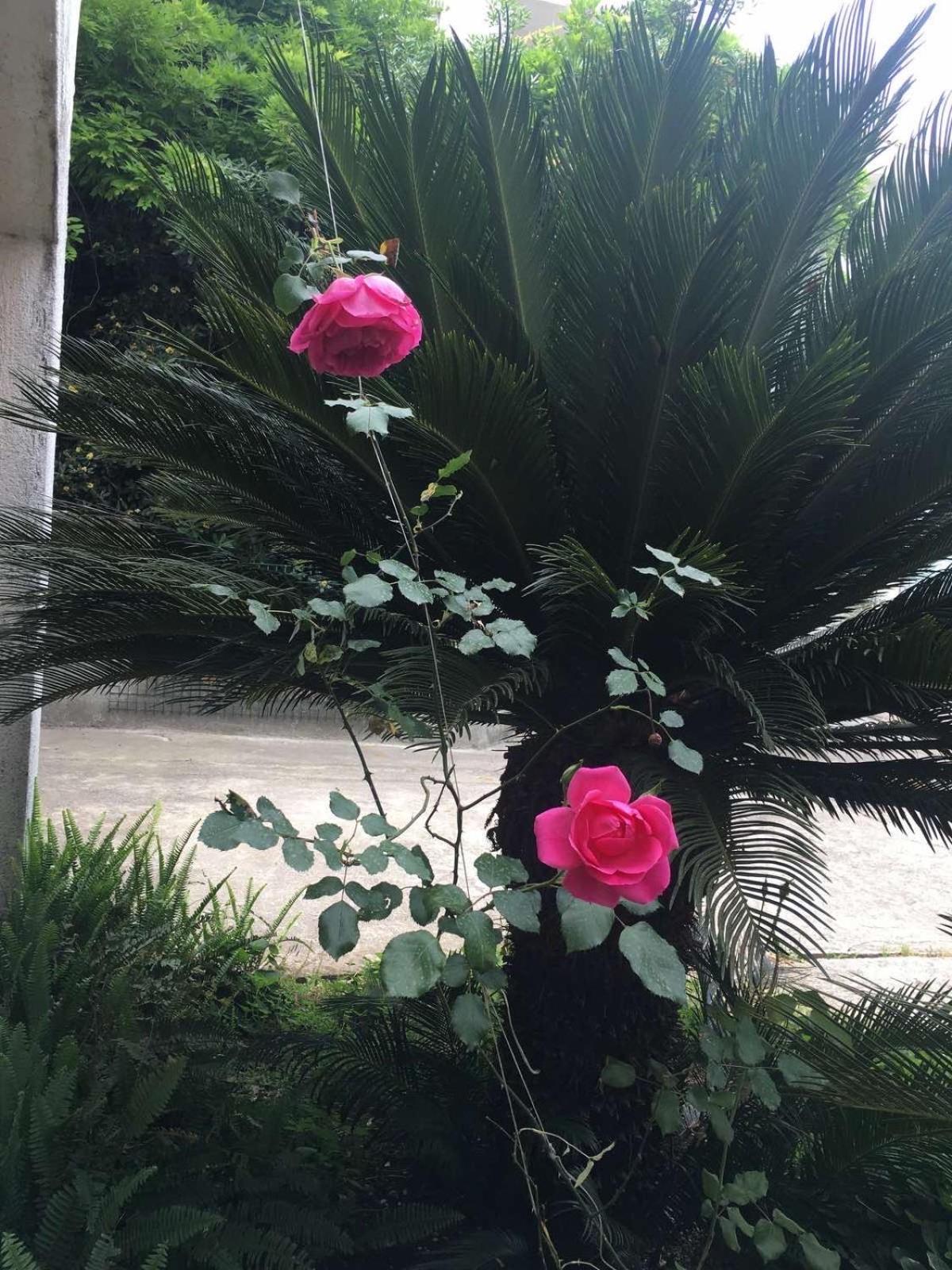 Hotel House Irena Budva Zewnętrze zdjęcie